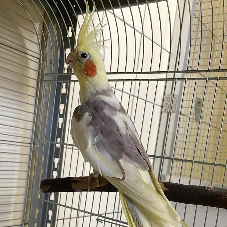 Sergej,  mixed breed for adoption at Städtisches Tierheim Duisburg, Duisburg