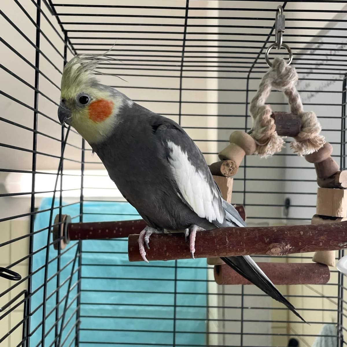 Ivan,  mixed breed for adoption at Städtisches Tierheim Duisburg, Duisburg
