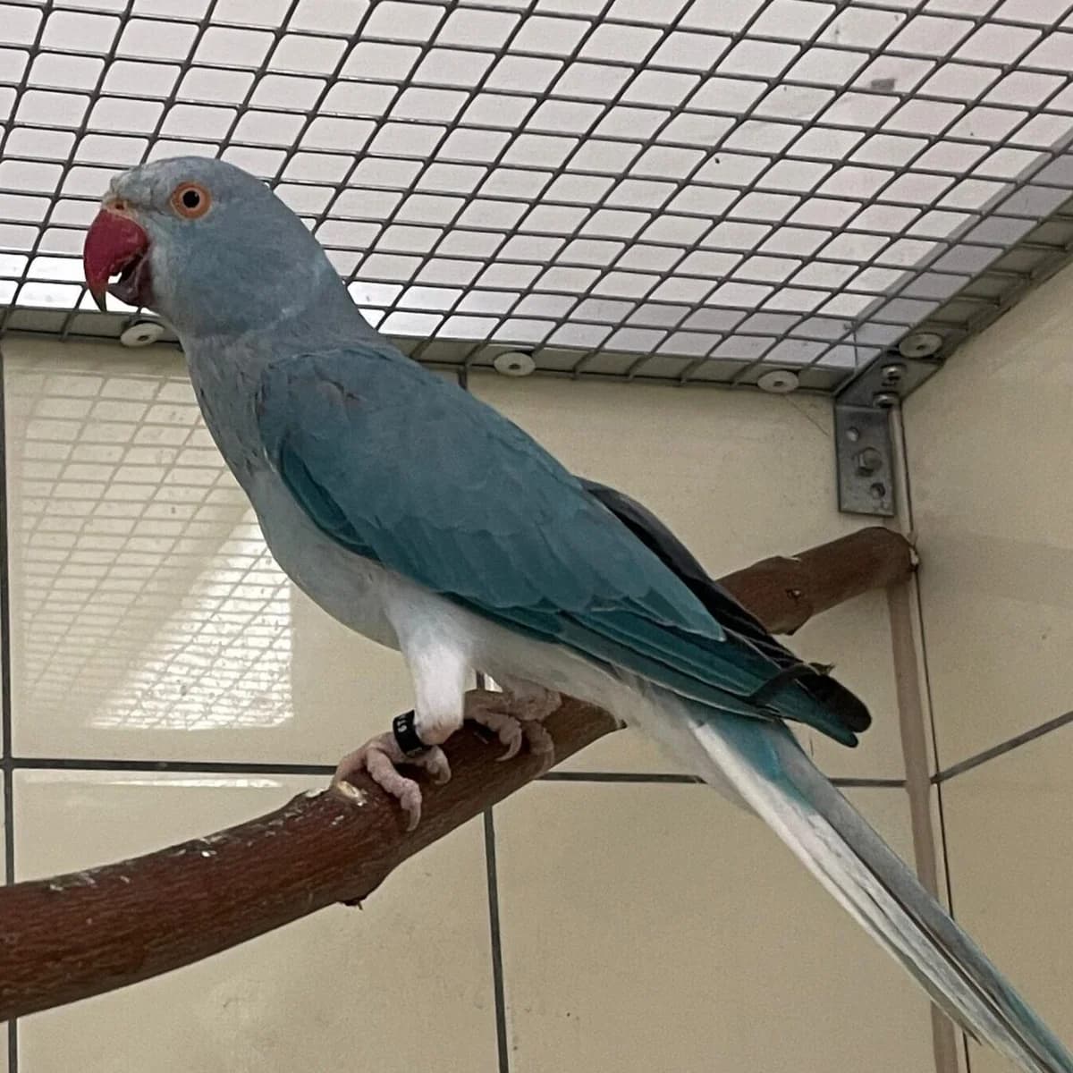 Parker,  mixed breed for adoption at Städtisches Tierheim Duisburg, Duisburg