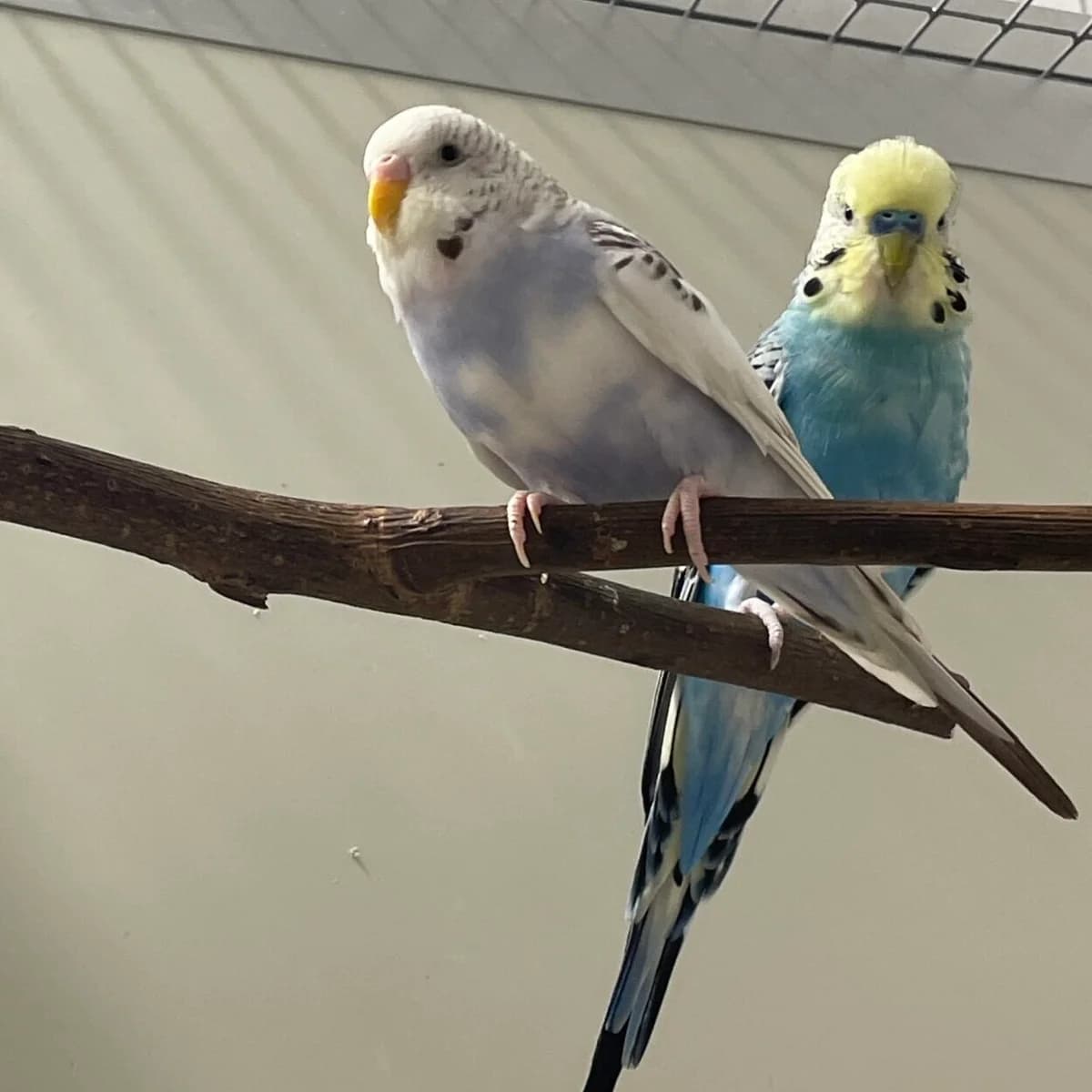 Rainbow Marco, female mixed breed for adoption at Städtisches Tierheim Duisburg, Duisburg