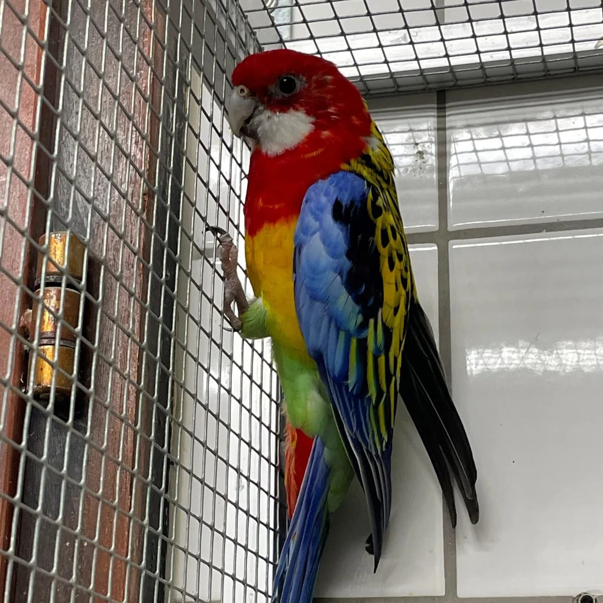 Perry,  mixed breed for adoption at Städtisches Tierheim Duisburg, Duisburg