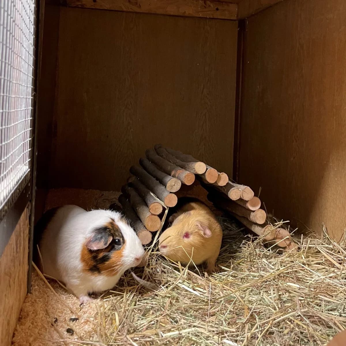 Tom Bubbles, female Mixed Breed for adoption at Städtisches Tierheim Duisburg, Duisburg
