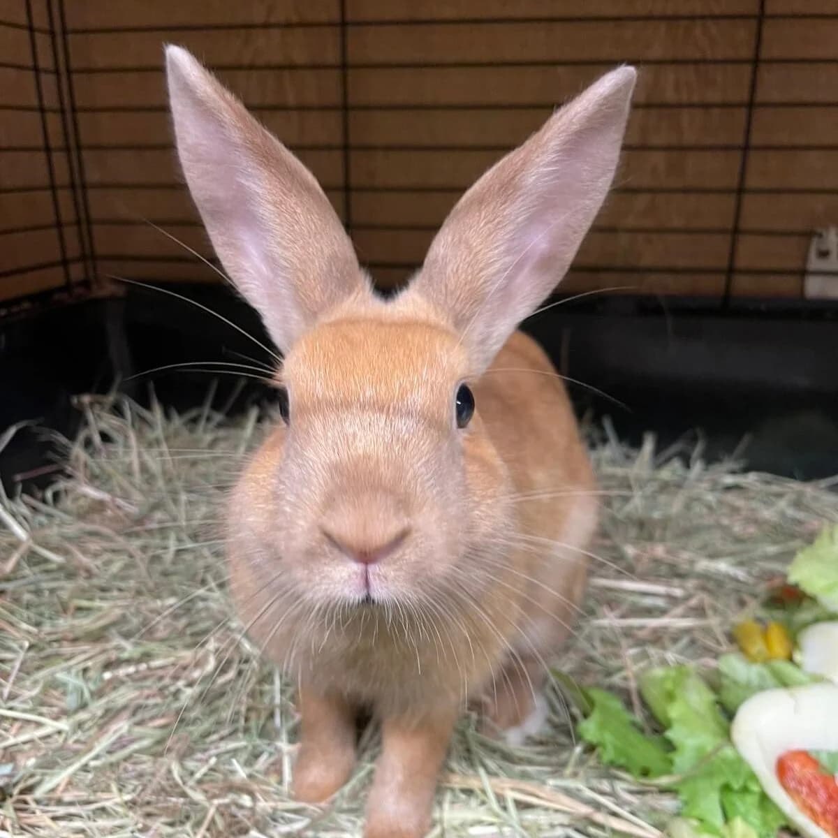 Judy, female Mixed Breed for adoption at Städtisches Tierheim Duisburg, Duisburg