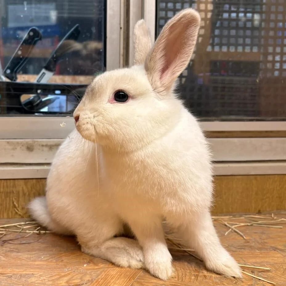 Leilani, female Mixed Breed for adoption at Städtisches Tierheim Duisburg, Duisburg