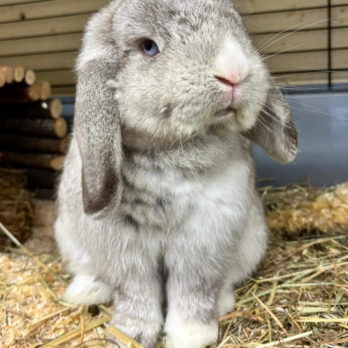 Zeus, male Mixed Breed for adoption at Städtisches Tierheim Duisburg, Duisburg