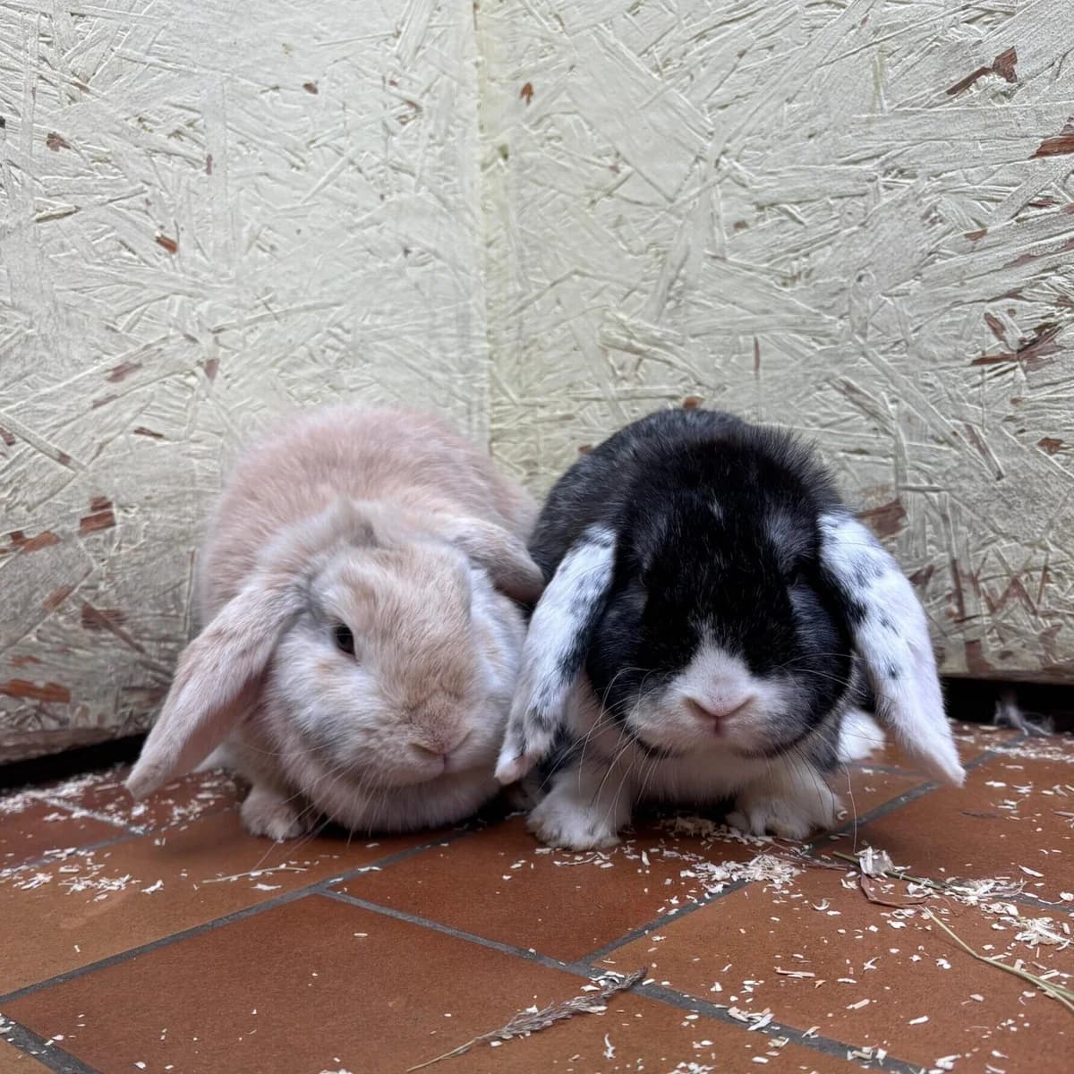 Puls Tavi, female mixed breed for adoption at Städtisches Tierheim Duisburg, Duisburg