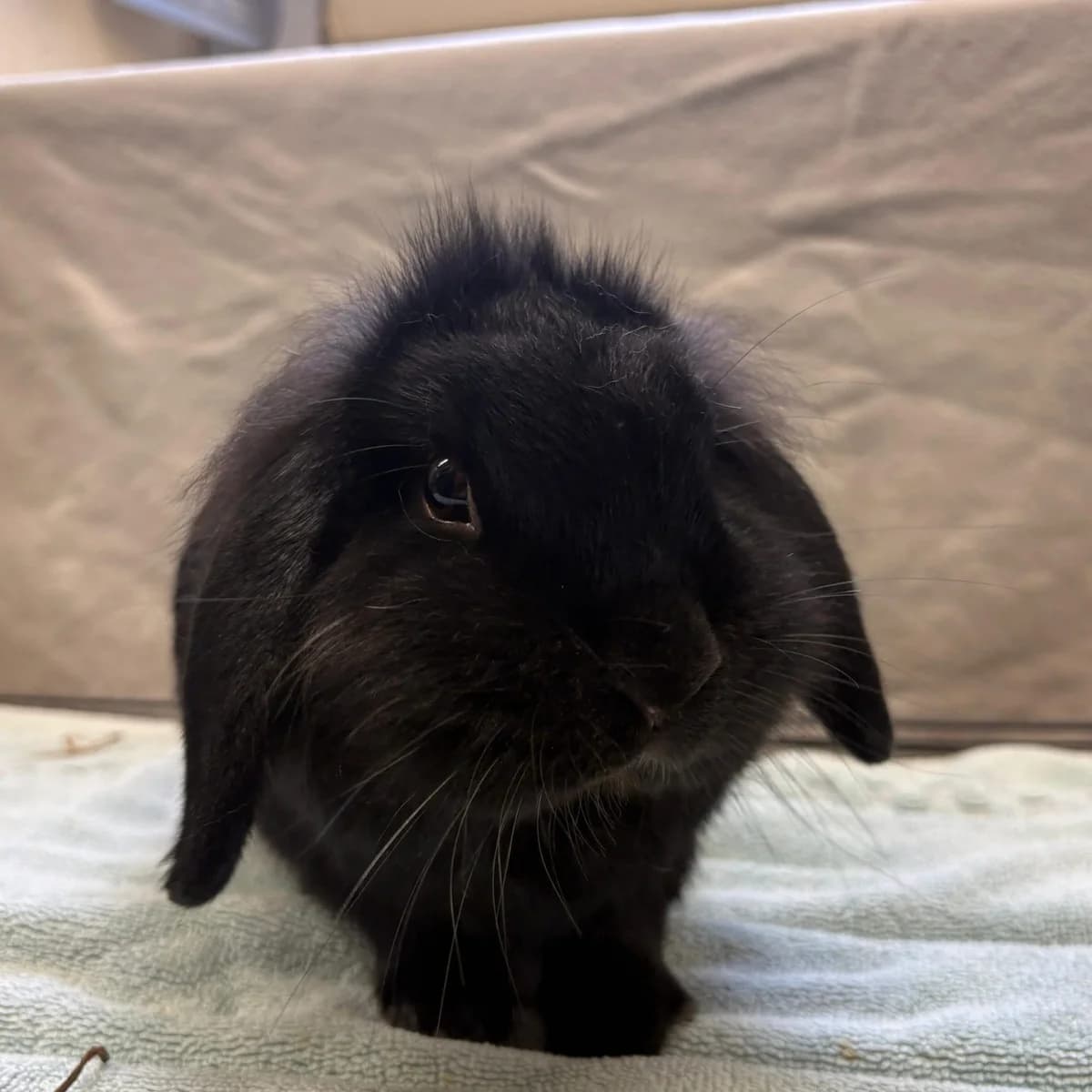 Peter,  (Städtisches Tierheim Duisburg)