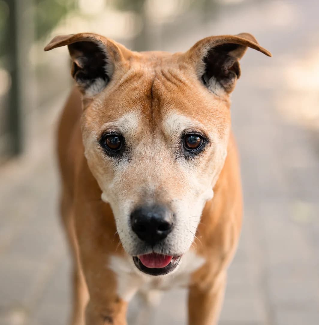 Rob, male Mixed Breed for adoption at Städtisches Tierheim Duisburg, Duisburg