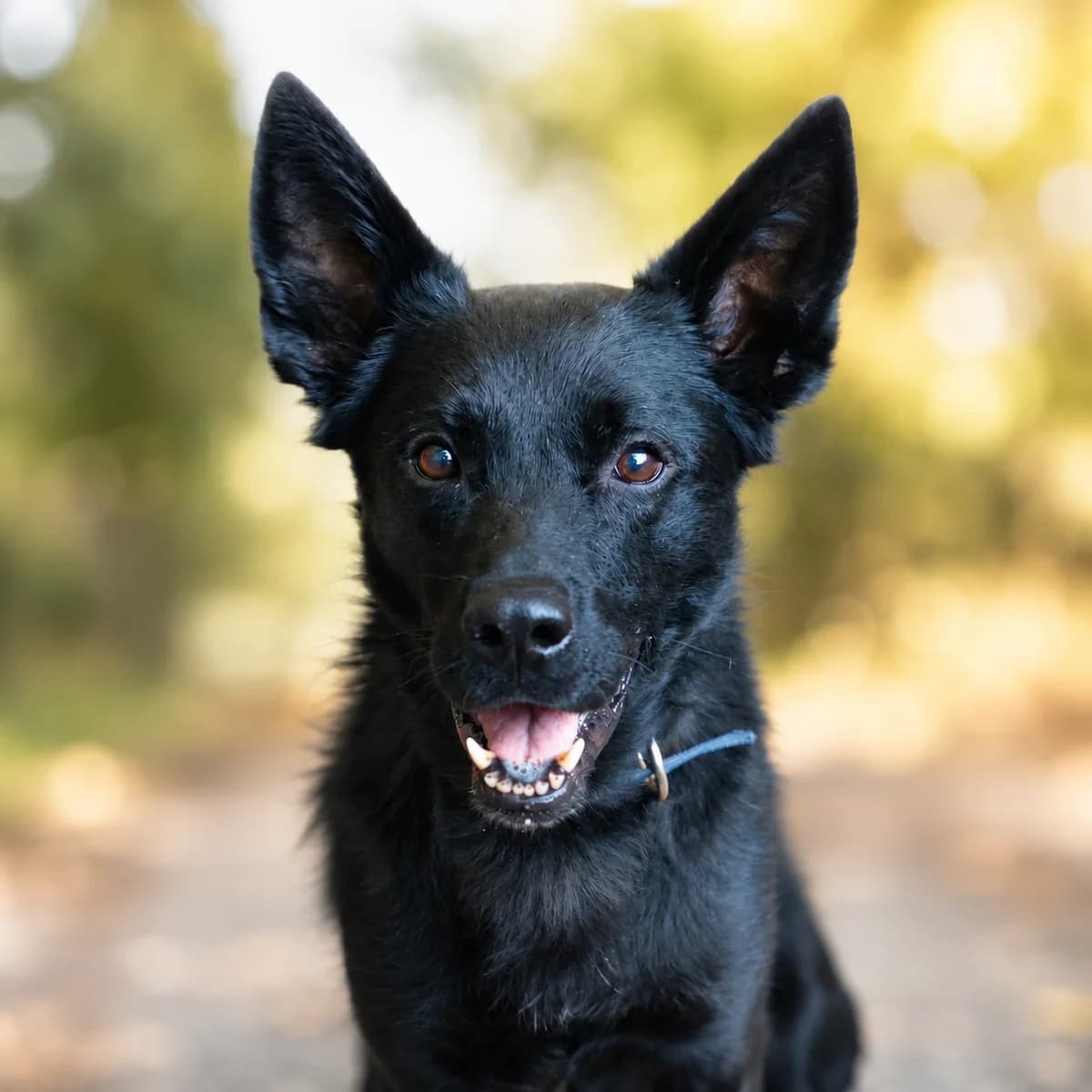 Nilo, male German Shepherd for adoption at Städtisches Tierheim Duisburg, Duisburg