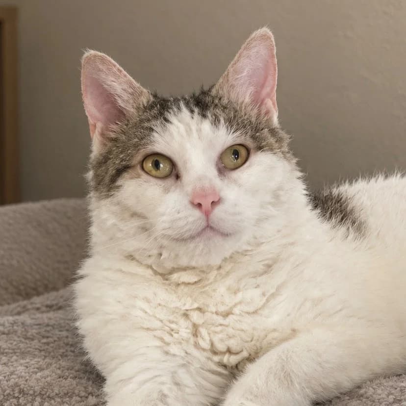 Raya, female mixed breed for adoption at Städtisches Tierheim Duisburg, Duisburg
