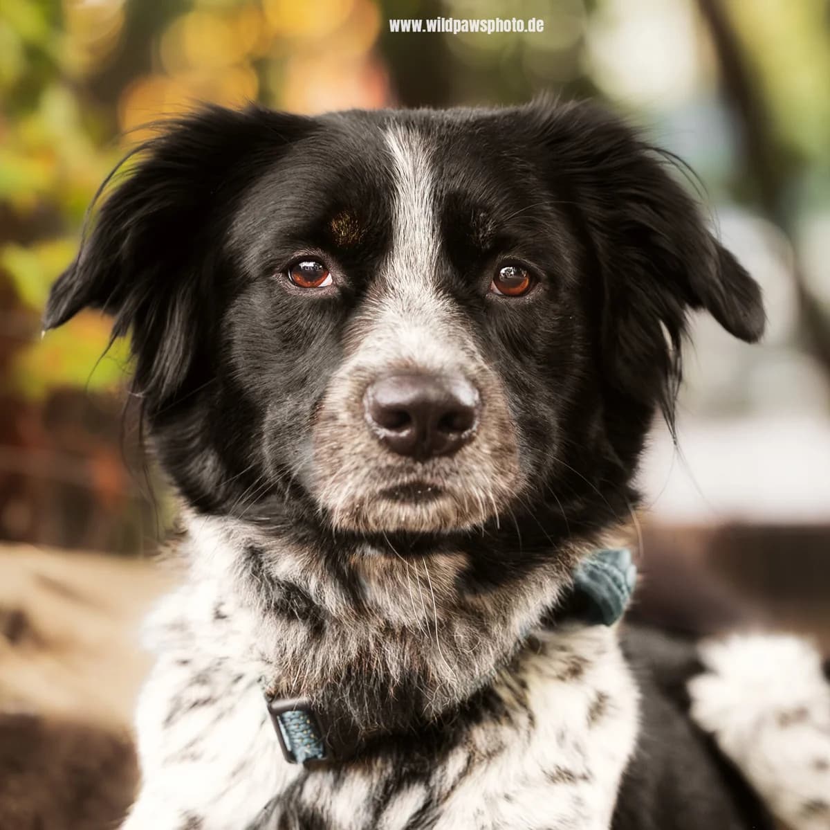 Jack, Mixed Breed (Städtisches Tierheim Duisburg)