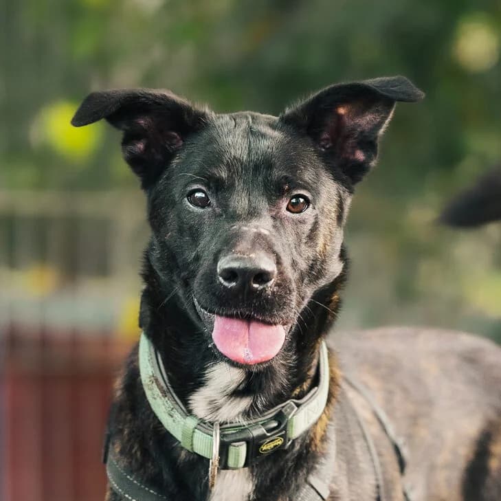 Drako, German Shepherd (Städtisches Tierheim Duisburg)