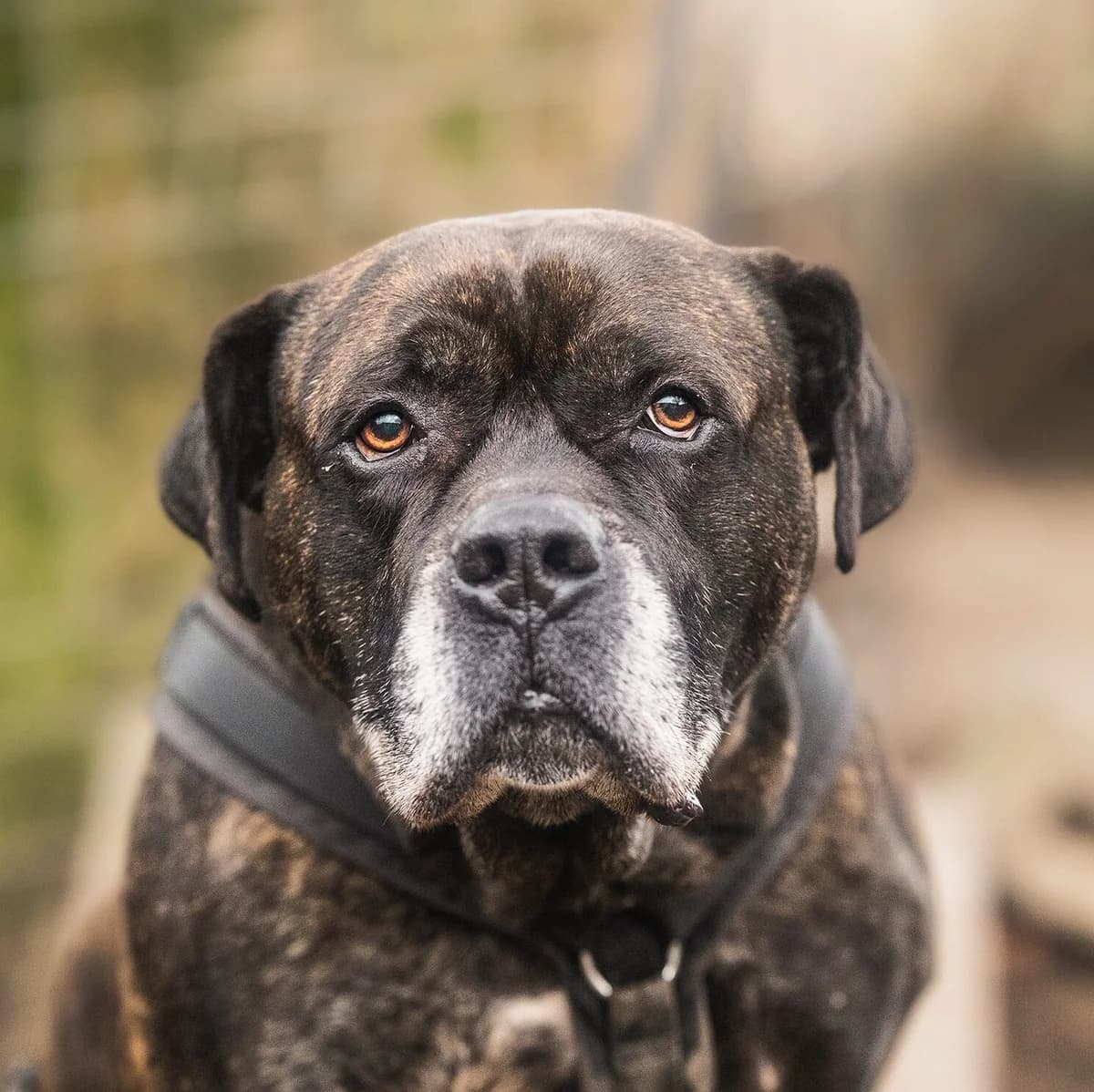 Purple, male senior Presa Canario for adoption at Städtisches Tierheim Duisburg, Duisburg