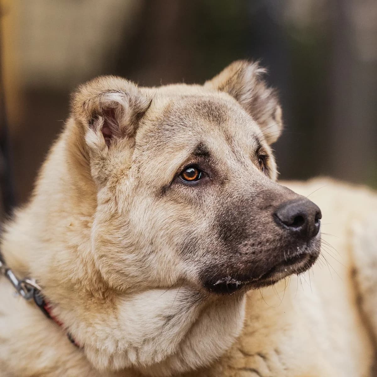 Captain, male Mixed Breed for adoption at Städtisches Tierheim Duisburg, Duisburg