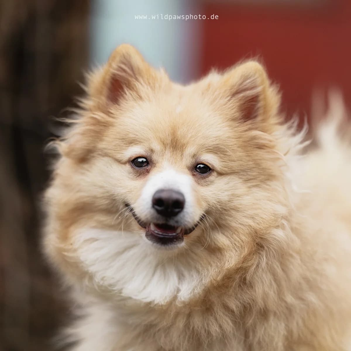Taco, male Mixed Breed for adoption at Städtisches Tierheim Duisburg, Duisburg