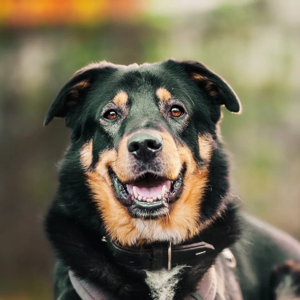 Nono, German Shepherd (Städtisches Tierheim Duisburg)