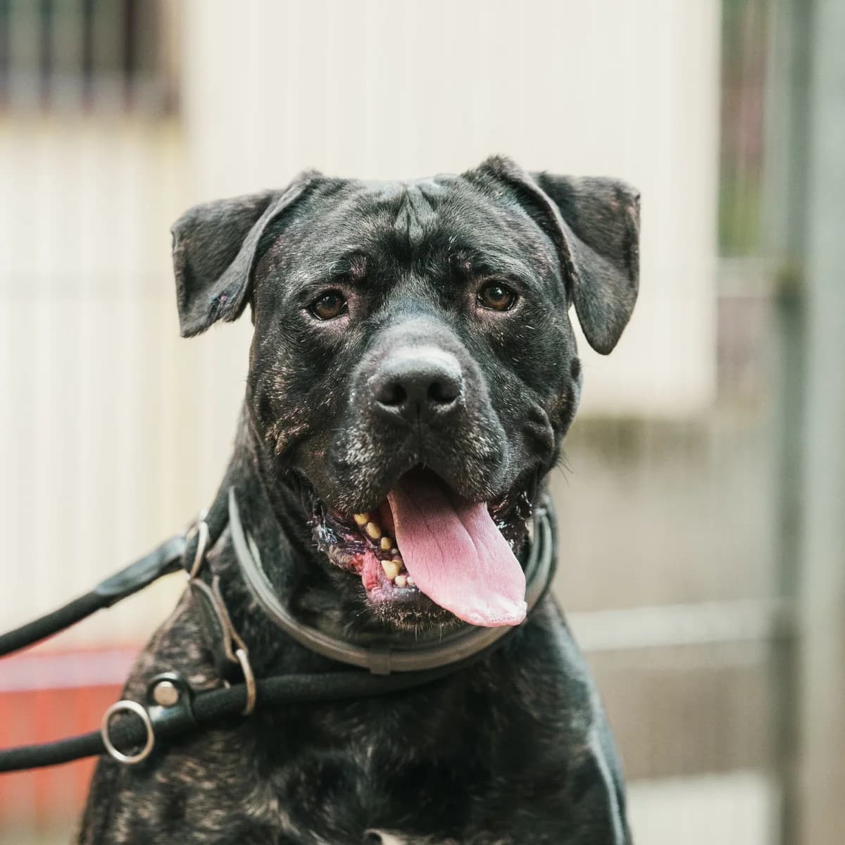 Odin, male Mixed Breed for adoption at Städtisches Tierheim Duisburg, Duisburg