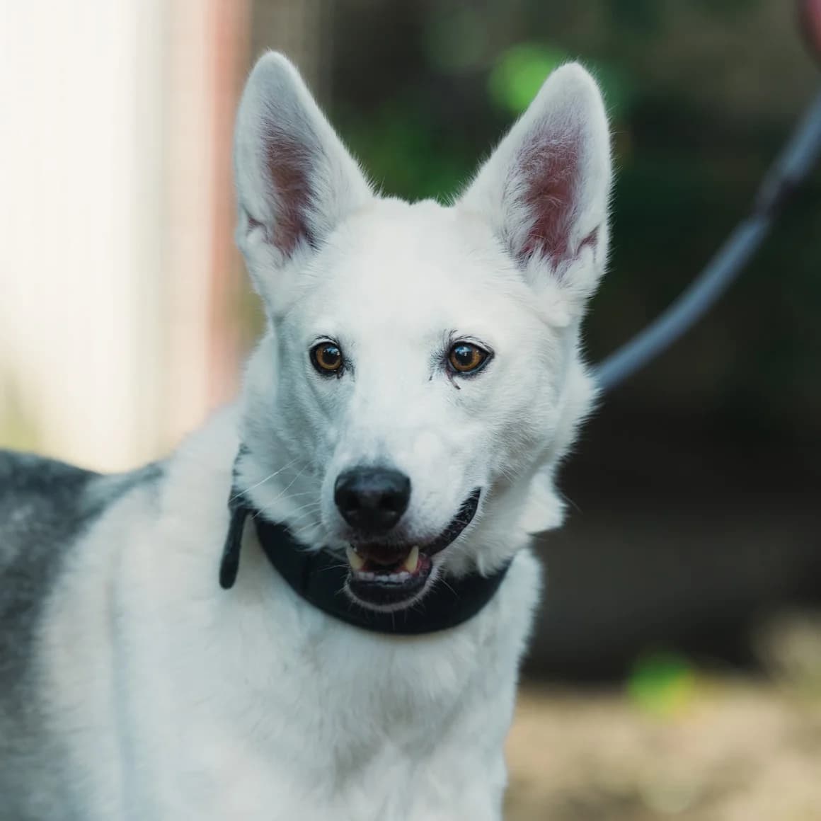 Tonks, Mixed Breed (Städtisches Tierheim Duisburg)