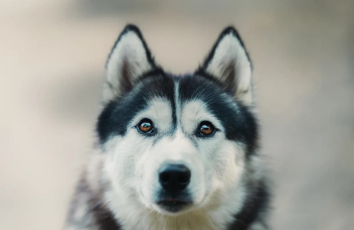 Mila, Mixed Breed (Städtisches Tierheim Duisburg)