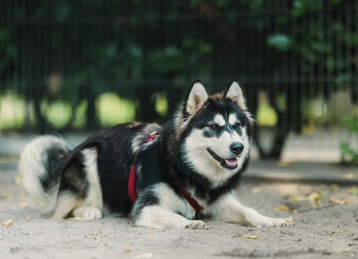 Suki, Mixed Breed (Städtisches Tierheim Duisburg)