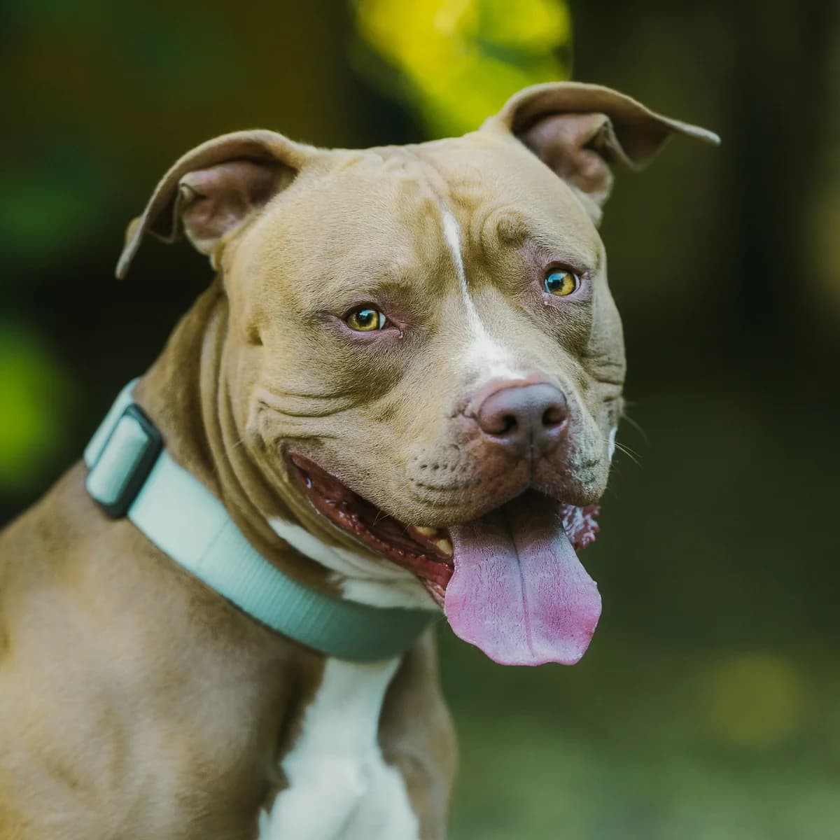 Zidane, Mixed Breed (Städtisches Tierheim Duisburg)