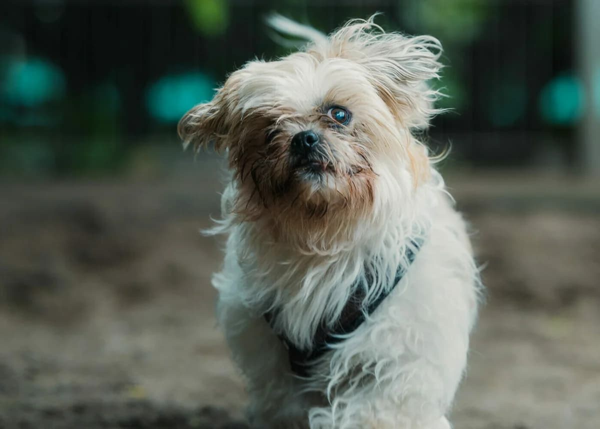 July, female Mixed Breed for adoption at Städtisches Tierheim Duisburg, Duisburg