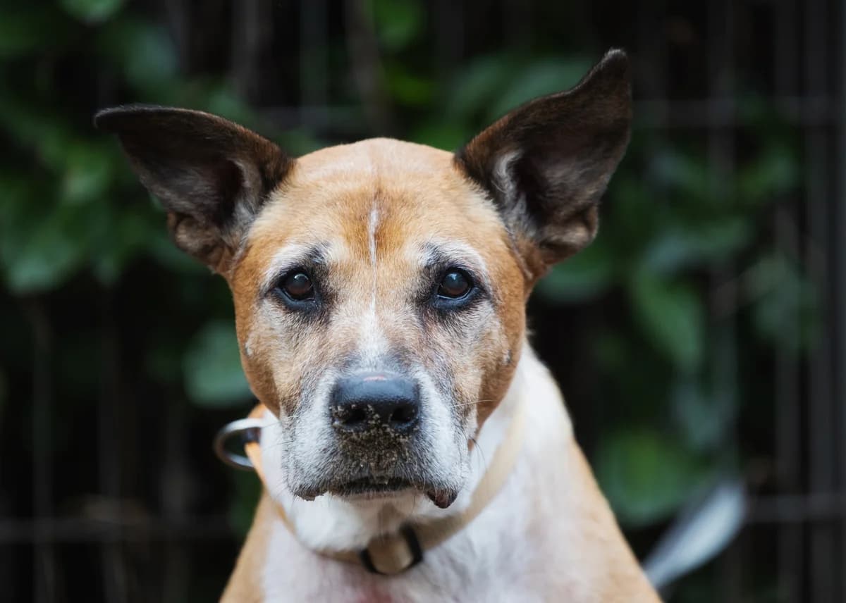 Sunny, female Mixed Breed for adoption at Städtisches Tierheim Duisburg, Duisburg