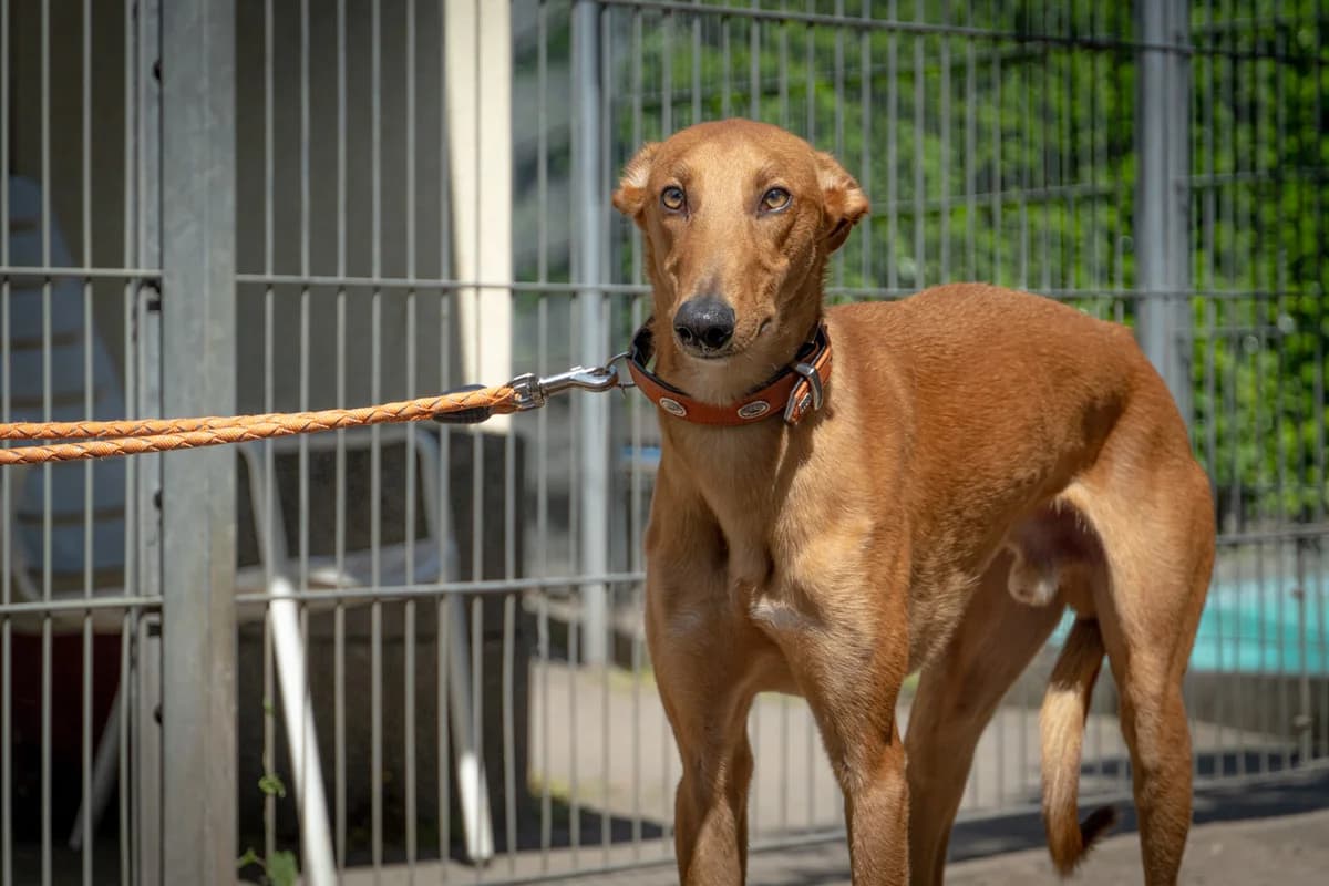 Aladin, male Mixed Breed for adoption at Städtisches Tierheim Duisburg, Duisburg
