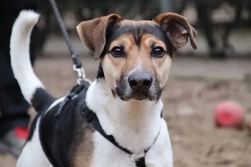 Ben, male Mixed Breed for adoption at Städtisches Tierheim Duisburg, Duisburg