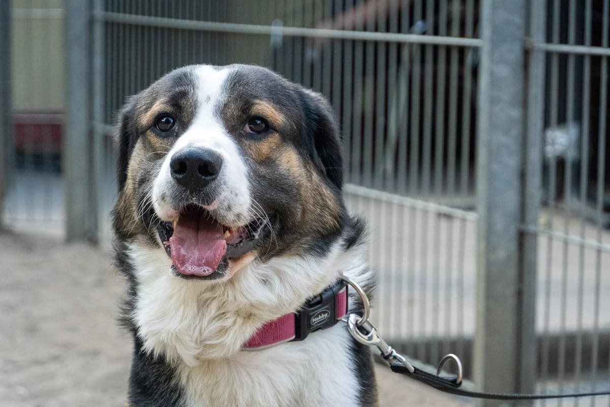 Benni, male Mixed Breed for adoption at Städtisches Tierheim Duisburg, Duisburg