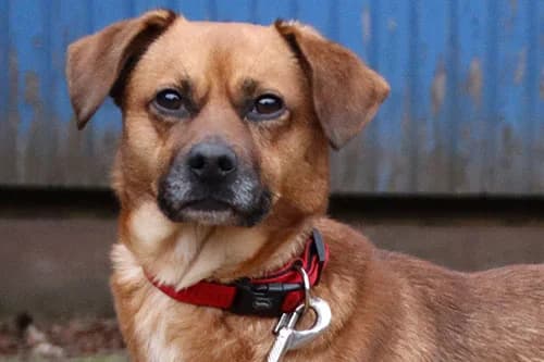 Bueno, male Mixed Breed for adoption at Städtisches Tierheim Duisburg, Duisburg