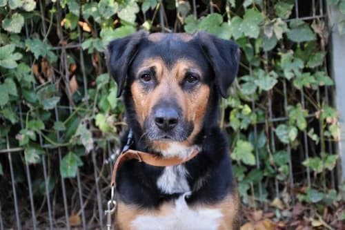 Damian, male Mixed Breed for adoption at Städtisches Tierheim Duisburg, Duisburg