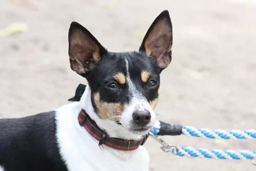 Djacky, male Mixed Breed for adoption at Städtisches Tierheim Duisburg, Duisburg