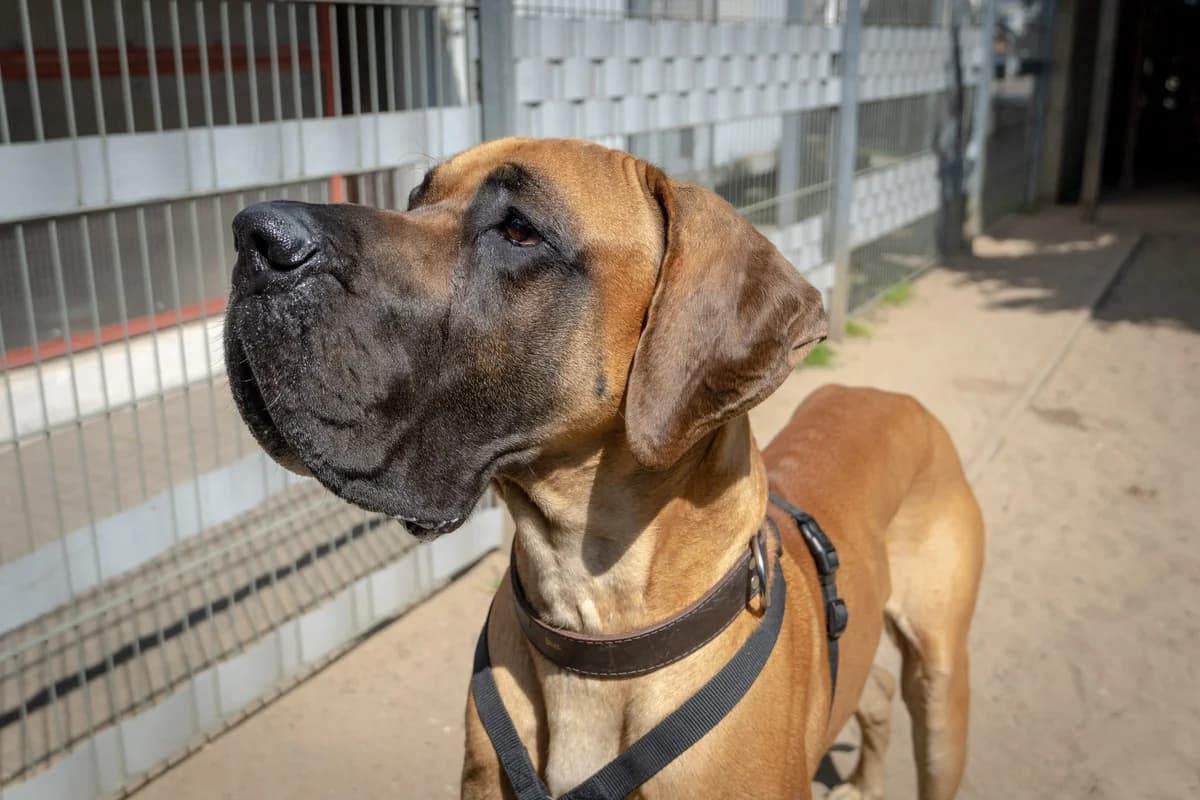 Jim,  (Städtisches Tierheim Duisburg)