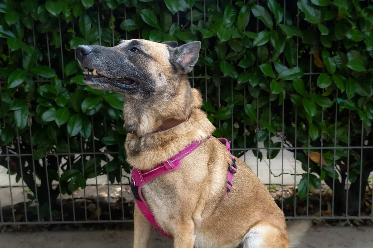 Kyra, Mixed Breed (Städtisches Tierheim Duisburg)