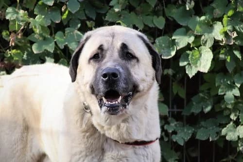 Levi, Mixed Breed (Städtisches Tierheim Duisburg)