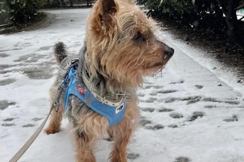 Murphy, Mixed Breed (Städtisches Tierheim Duisburg)