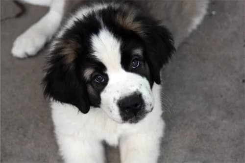 Nyx,  Saint Bernard for adoption at Städtisches Tierheim Duisburg, Duisburg