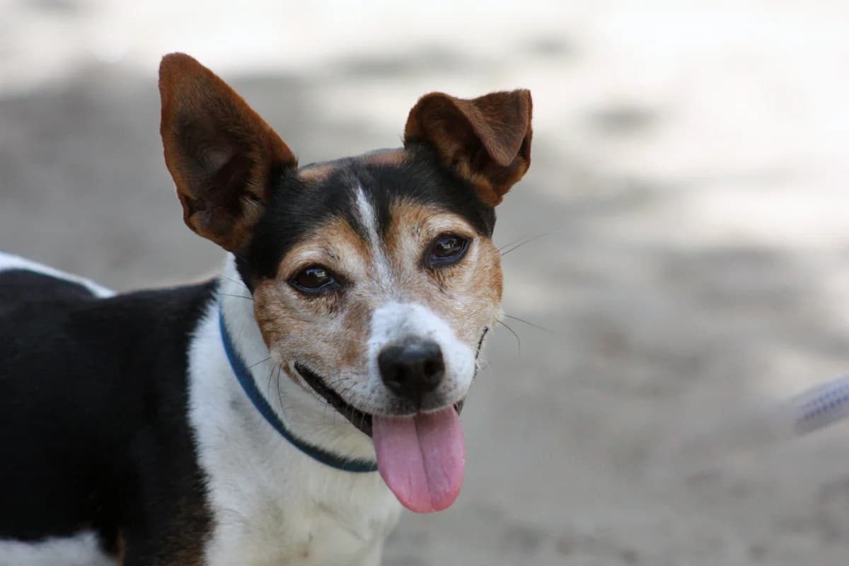 Oskar, Mixed Breed (Städtisches Tierheim Duisburg)