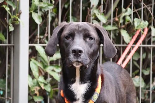 Percy, Mixed Breed (Städtisches Tierheim Duisburg)