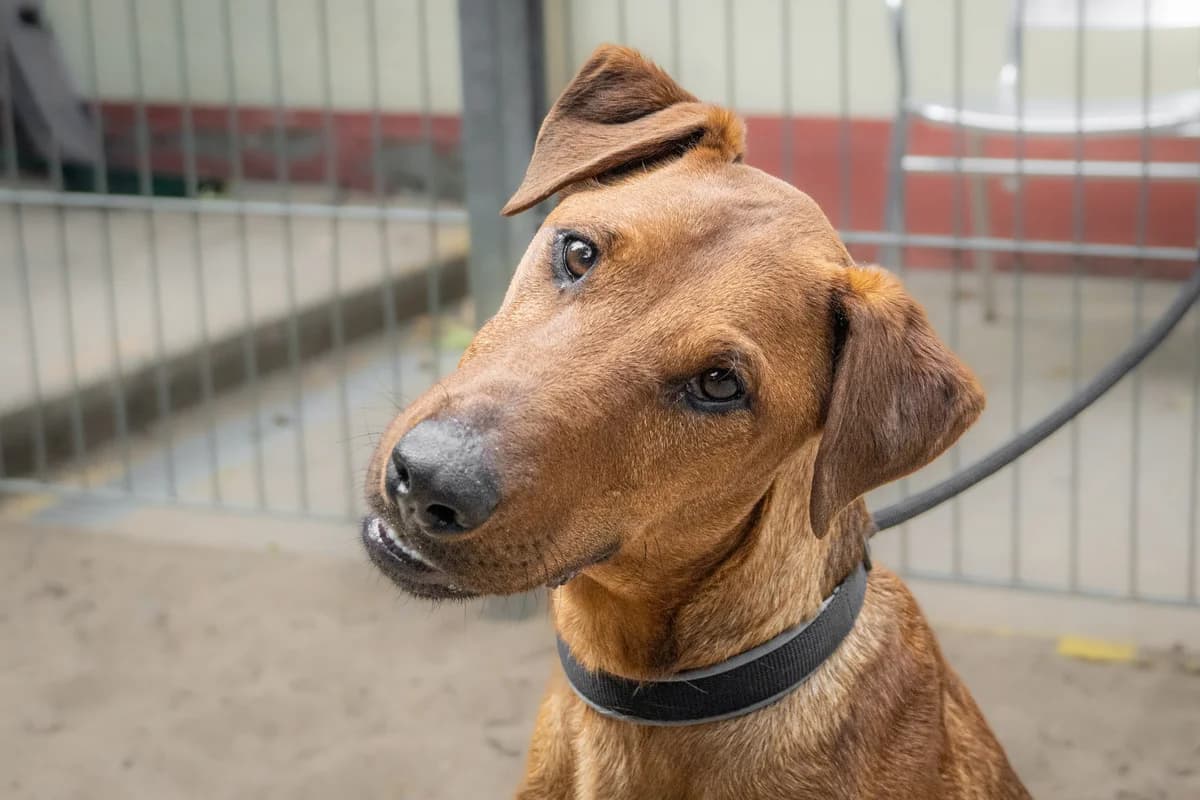 Sido, Mixed Breed (Städtisches Tierheim Duisburg)