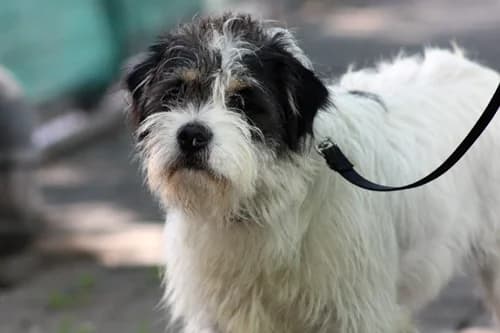 Enzo TH 12992, Mixed Breed (Städtisches Tierheim Duisburg)