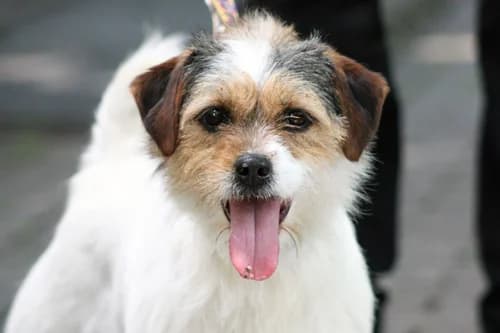 Lorelei TH 12994, Mixed Breed (Städtisches Tierheim Duisburg)