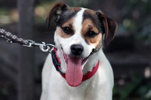 Susi, Mixed Breed (Städtisches Tierheim Duisburg)