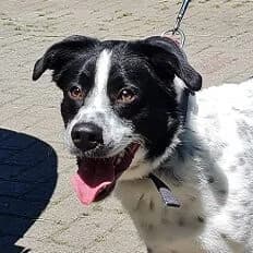 Fuffy, Mixed Breed (Städtisches Tierheim Duisburg)