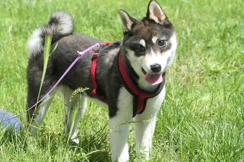 Pocket, Mixed Breed (Städtisches Tierheim Duisburg)
