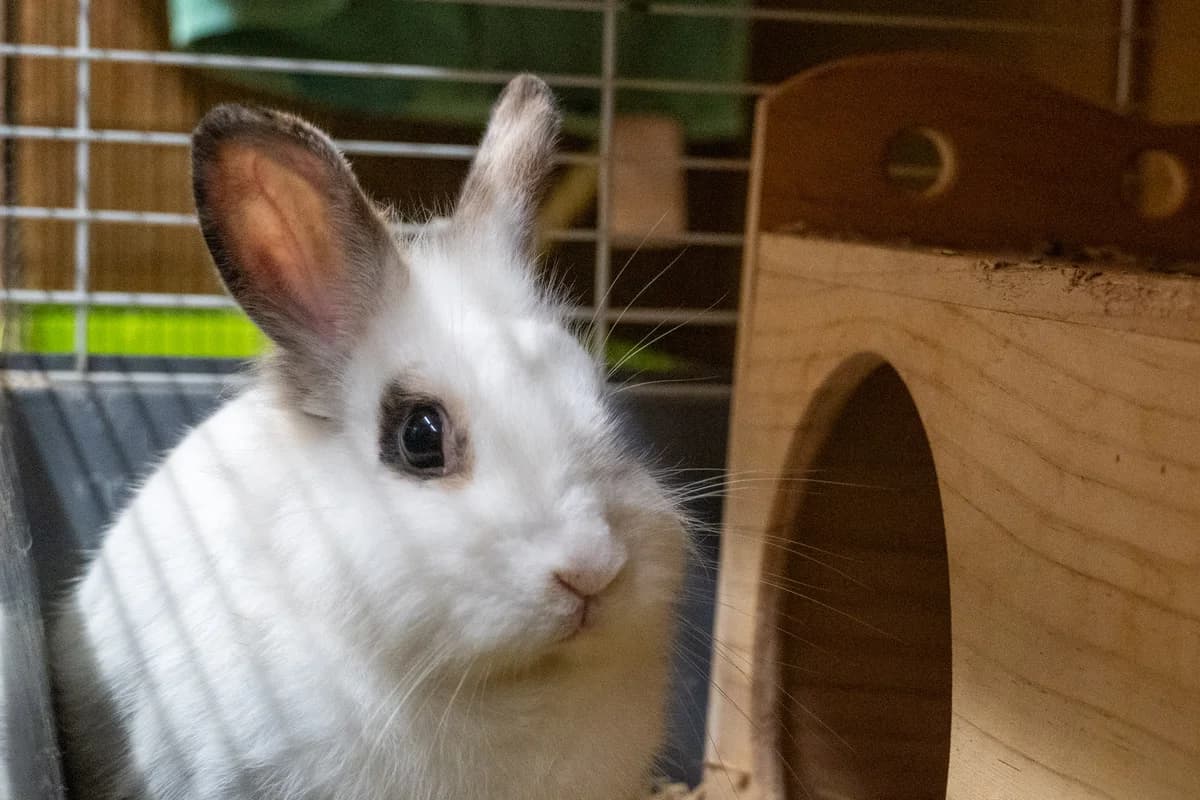 Röschen,  mixed breed for adoption at Städtisches Tierheim Duisburg, Duisburg