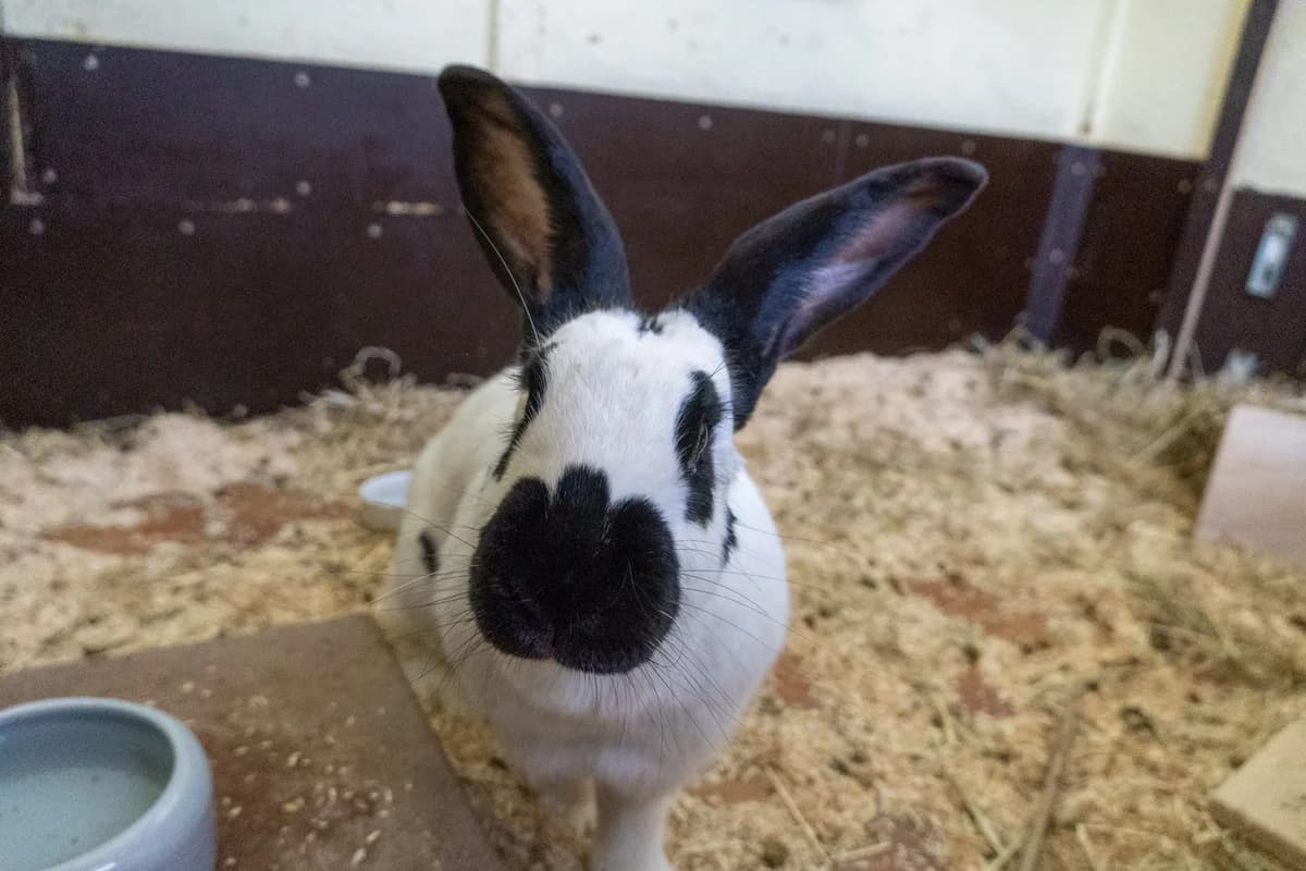 Hummel,  mixed breed for adoption at Städtisches Tierheim Duisburg, Duisburg