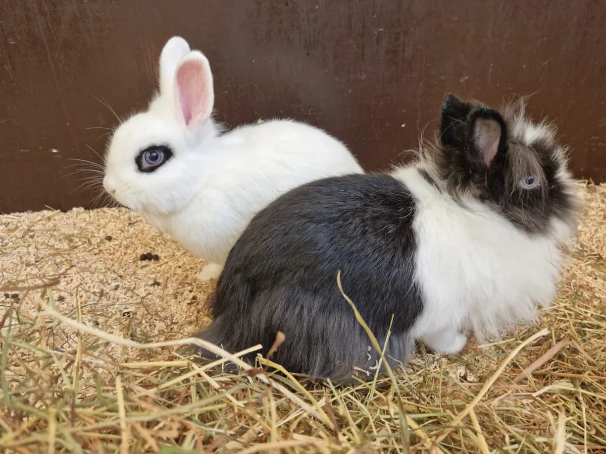 Amalia + Hannah,  mixed breed for adoption at Städtisches Tierheim Duisburg, Duisburg
