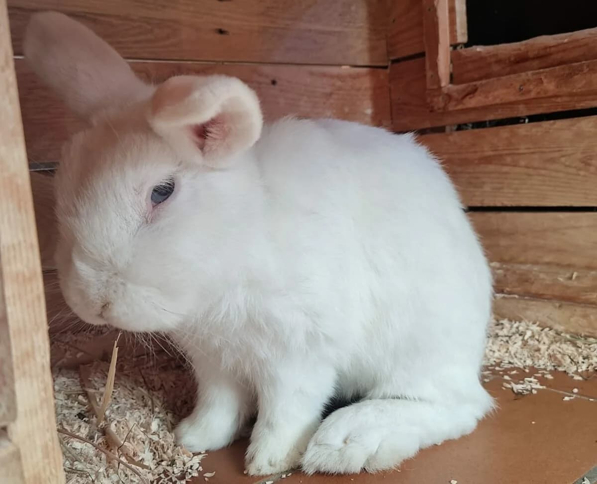 Buttons,  mixed breed for adoption at Städtisches Tierheim Duisburg, Duisburg